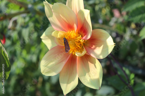 黄色 赤い ダリア 花 虫 蝶 美しい