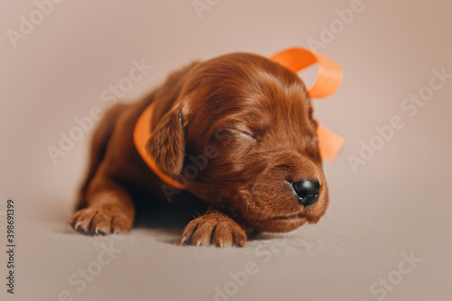 Irish Setter newborn puppies with closed eyes, studio photos