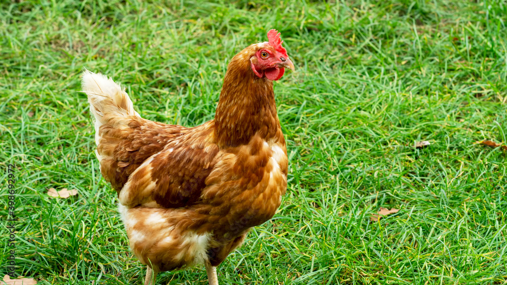 Fototapeta premium Chicken in a meadow in Northern Germany