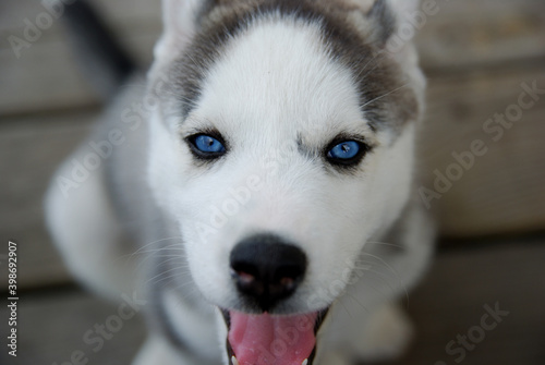Husky puppy with perfectly blue eyes. 