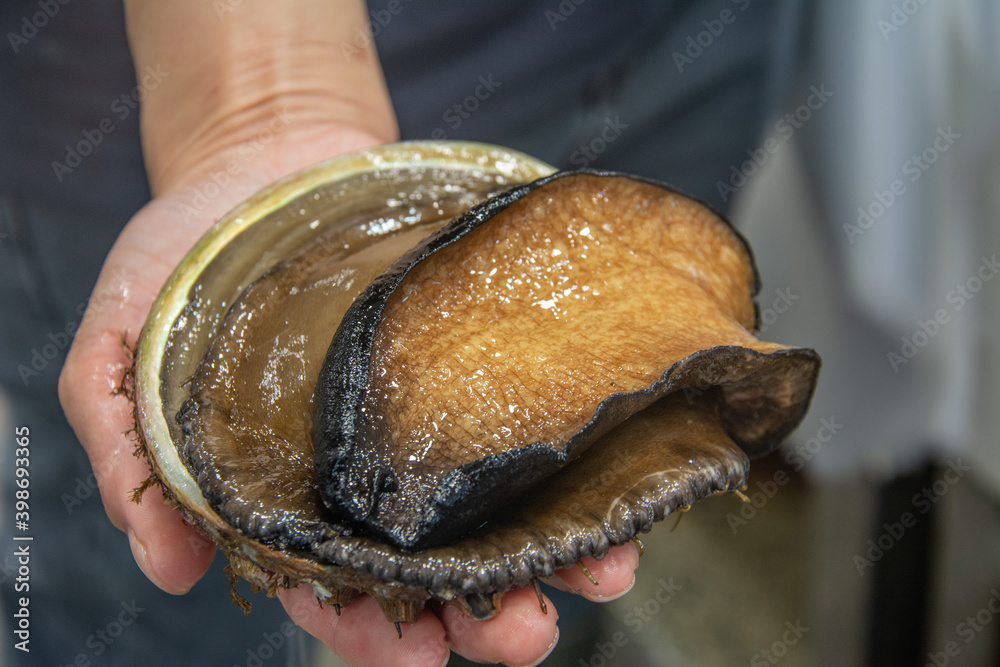 The black lip abalone, Haliotis rubra, an Australian specie of large, edible sea snail, a marine gastropod mollusk in the family Haliotidae, the abalone The black lip abalone, Haliotis rubra, an Australian specie of large, edible sea snail, a marine gastropod mollusk in the family Haliotidae, the abalone