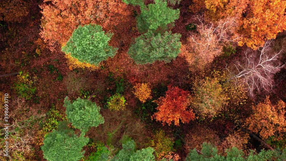 Top down view of autumn forest in november, Poland Top down view of autumn forest in november, Poland