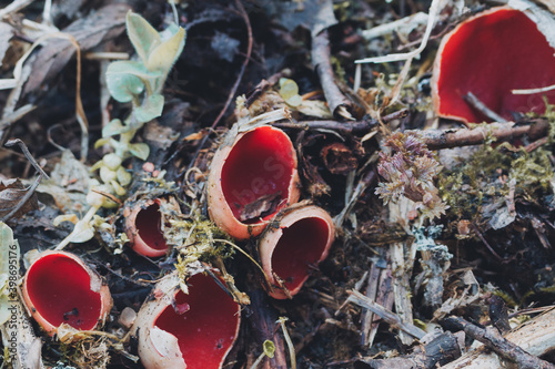 The first spring mushroom in the forest. Sarcosciffus scarlet, commonly known as the scarlet elf cup, scarlet elf cap, or the scarlet cup. Selective focus photo