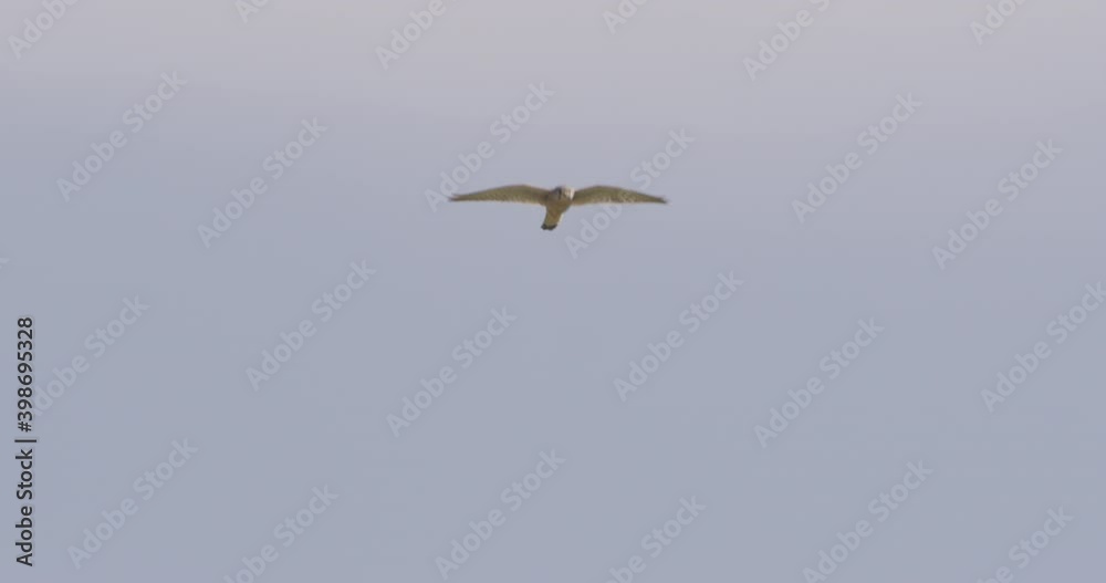 Kestrel hovering, Compton Abbas, Dorset, UK Kestrel hovering, Compton Abbas, Dorset, UK