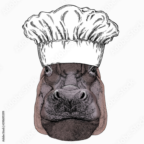 Hippo, hippopotamus portrait. Chef cook hat. Restaurant logo. Head of wild animal. photo