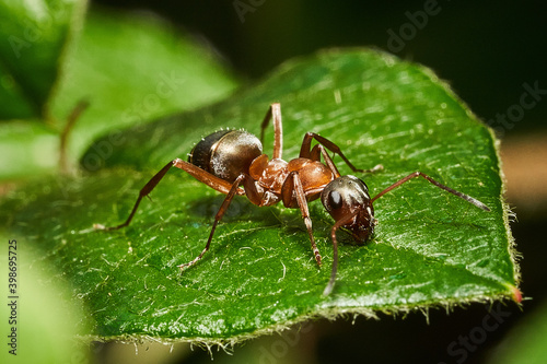 Macro mages from ant bees and others © andre_beckers