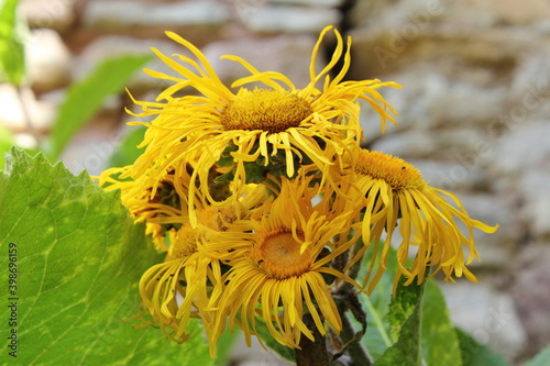 Der Raue Alant oder Rauhaariger Alant (Pentanema hirtum) ist eine Heilpflanze innerhalb der Familie der Korbblütengewächse (Asteraceae) photo