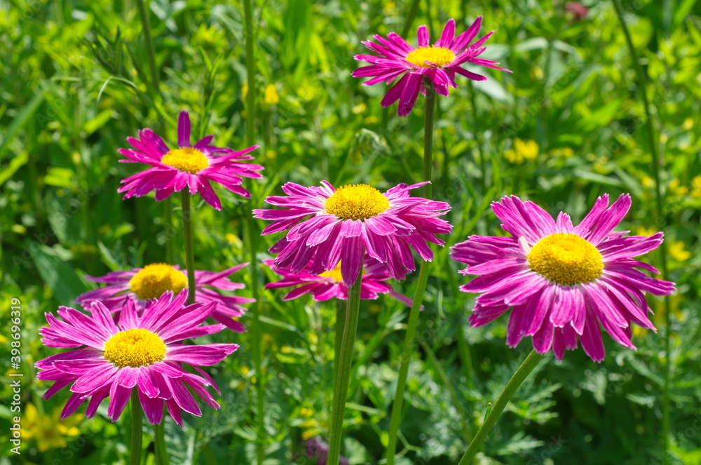 Pyrethrum roseum , or Persian chamomile in the summer garden Pyrethrum roseum , or Persian chamomile in the summer garden