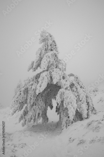 Camino atraviesa árbol helado entre la niebla
