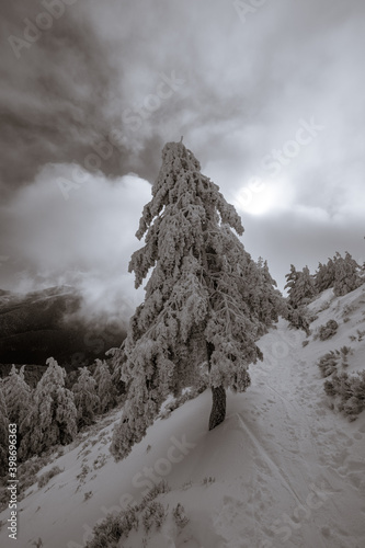 Árbol helado en la sierra de Guadarrama