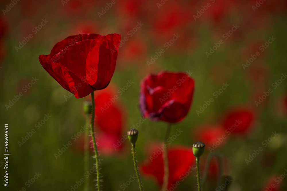 Naklejka premium Tulips, poppies and wonderful flowers