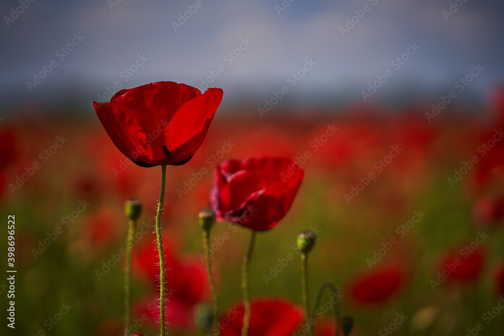 Naklejka premium Tulips, poppies and wonderful flowers