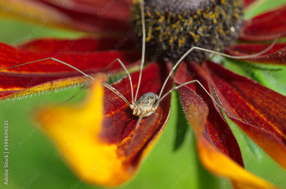 Daddy Longlegs: Order Opiliones