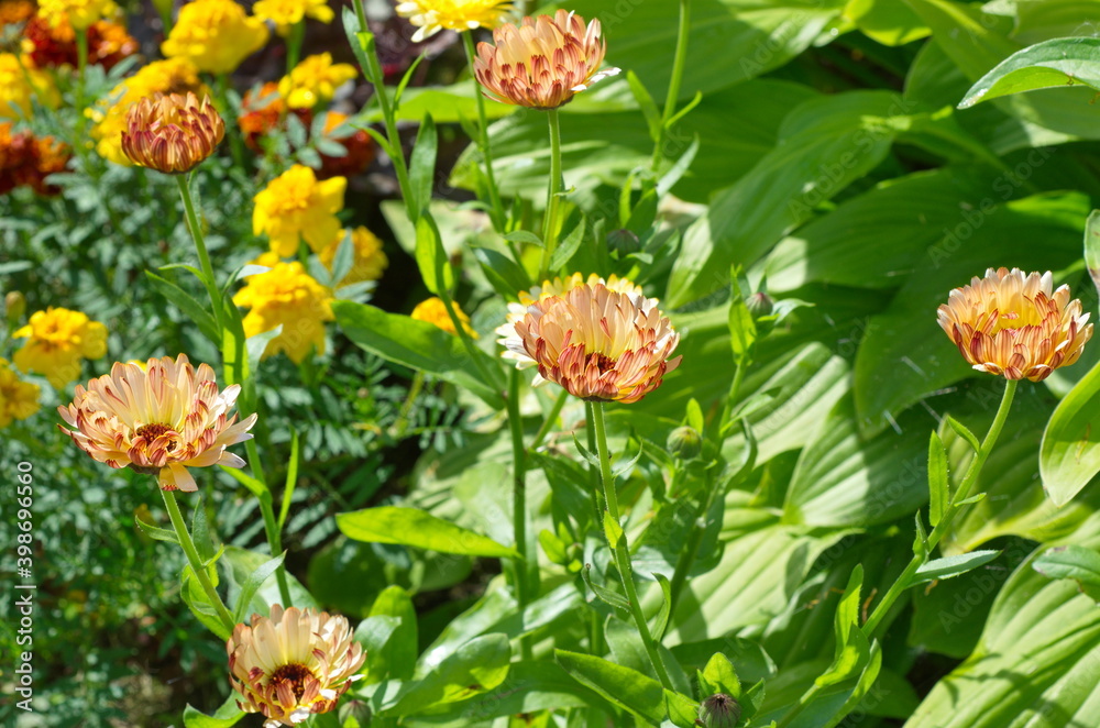 Blooming Calendula officinalis on a flower bed in the garden Blooming Calendula officinalis on a flower bed in the garden