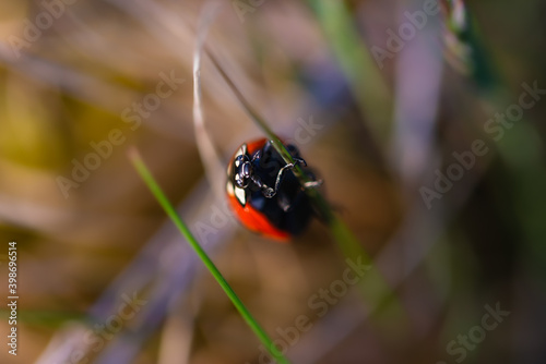 Close-up image of the ladybug.