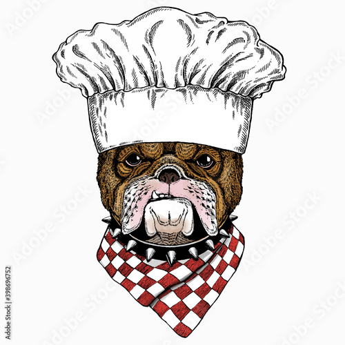 Bulldog portrait. Chef cook hat. Restaurant logo. Dog head. Animal face.