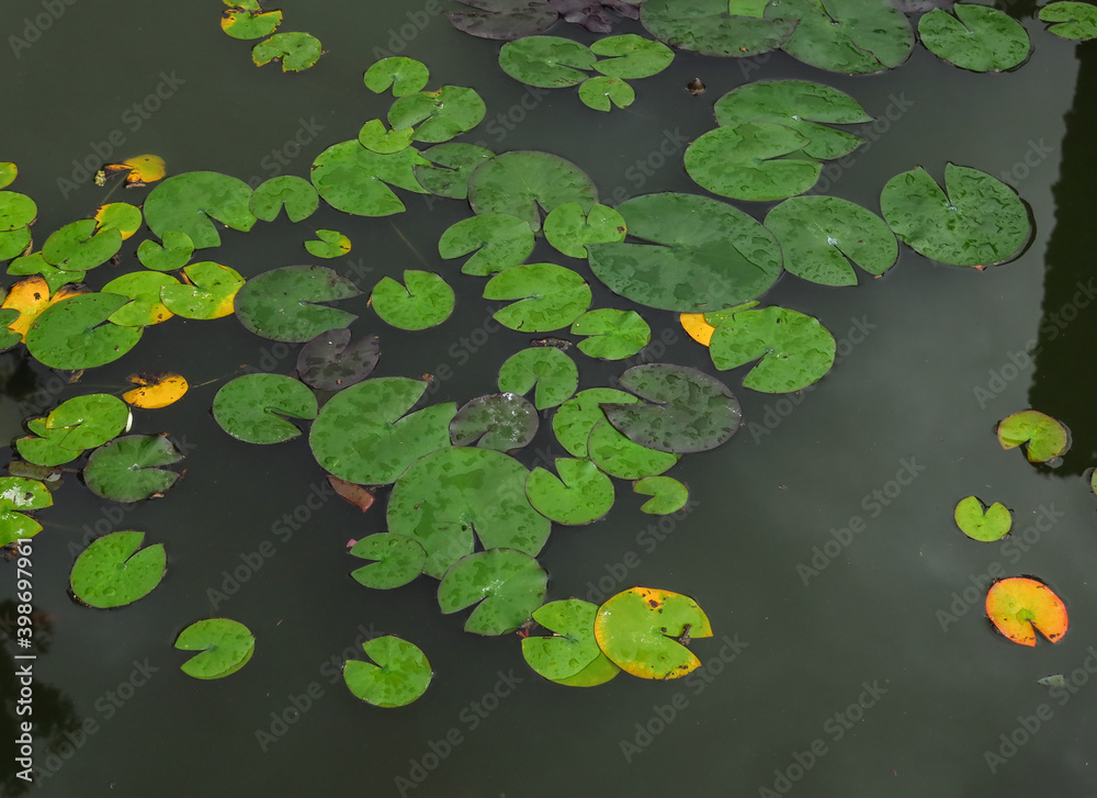Beautiful Pink Lotus, water plant with reflection in a pond. water lotus Beautiful Pink Lotus, water plant with reflection in a pond. water lotus
