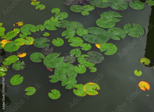 Beautiful Pink Lotus  water plant with reflection in a pond. water lotus