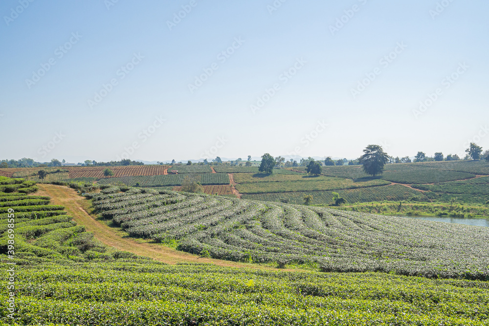 Beautiful scenic view of tea plantations with the sky and mountains background in Thailand. Space for text