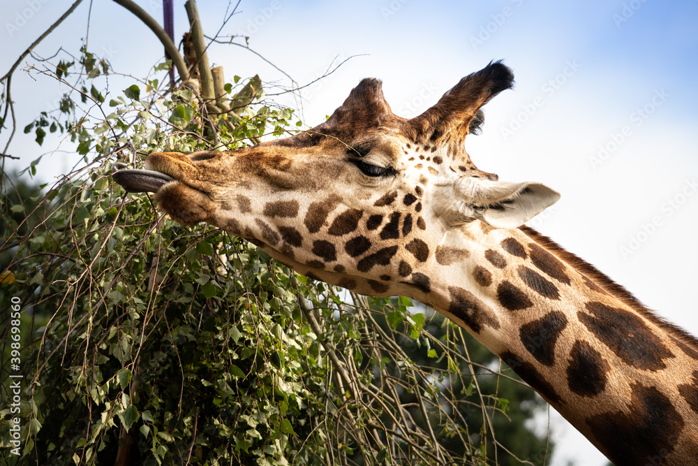 Giraffe Yorkshire wildlife park reaching tongue for leaves Giraffe Yorkshire wildlife park reaching tongue for leaves