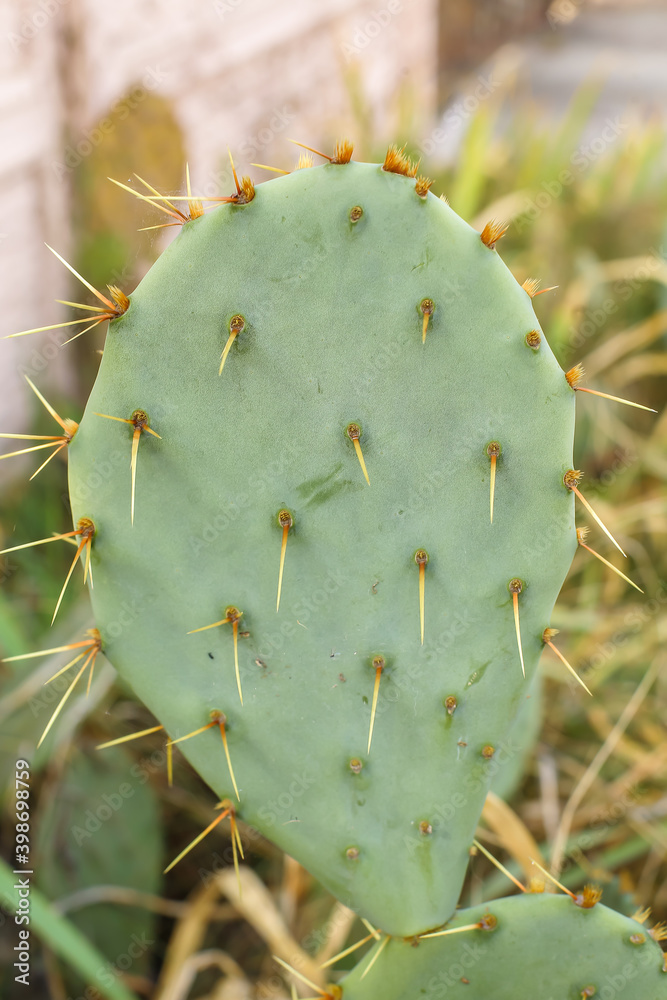 cactus, plant, green, nature, prickly, thorn, desert, cacti, fruit, opuntia, flower, prickly pear, macro, pear, leaf, flora, sharp, succulent, closeup, thorns, botany, natural, detail, fig, food cactus, plant, green, nature, prickly, thorn, desert, cacti, fruit, opuntia, flower, prickly pear, macro, pear, leaf, flora, sharp, succulent, closeup, thorns, botany, natural, detail, fig, food