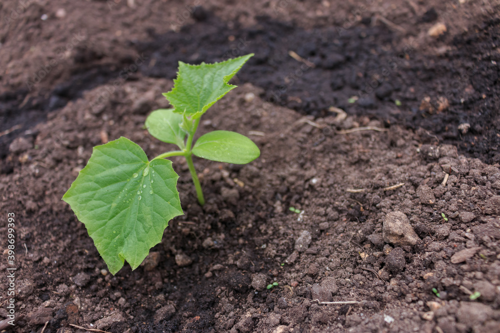 The first leaves of a cucumber in a garden in a Russian village The first leaves of a cucumber in a garden in a Russian village