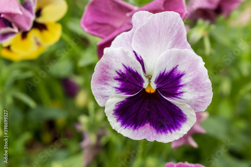 Viola tricolor  also known as Johnny Jump up  heartsease  heart s ease  heart s delight  tickle-my-fancy  Jack-jump-up-and-kiss-me  come-and-cuddle-me  three faces in a hood