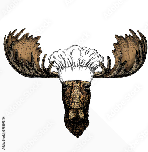 Vector wild moose, elk portrait. Chef cook hat. Restaurant logo. Moose head, face.