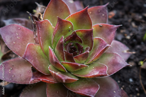 Sempervivum is a genus of about 40 species of flowering plants in the family Crassulaceae, commonly known as houseleeks. Other common names include liveforever and hen and chicks.