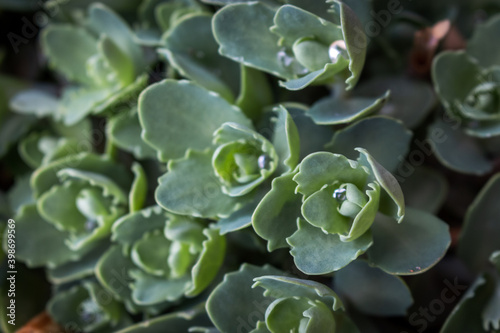 Sedum is a large genus of flowering plants in the family Crassulaceae, members of which are commonly known as stonecrops. 