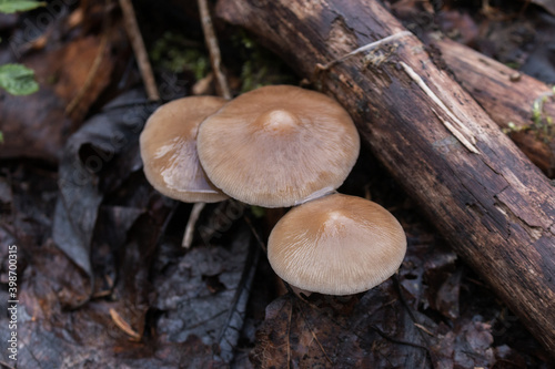 Mycena galericulata is a mushroom species commonly known as the common bonnet, the toque mycena, or the rosy-gill fairy helmet.