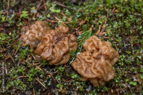 Gyromitra gigas, commonly known as the snow morel, snow false morel, calf brain, or bull nose, is a fungus and a member of the Ascomycota. G. gigas is found in Europe.