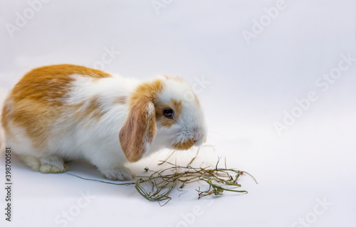 Brown white cute baby rabbit eating hay, isolated on white background