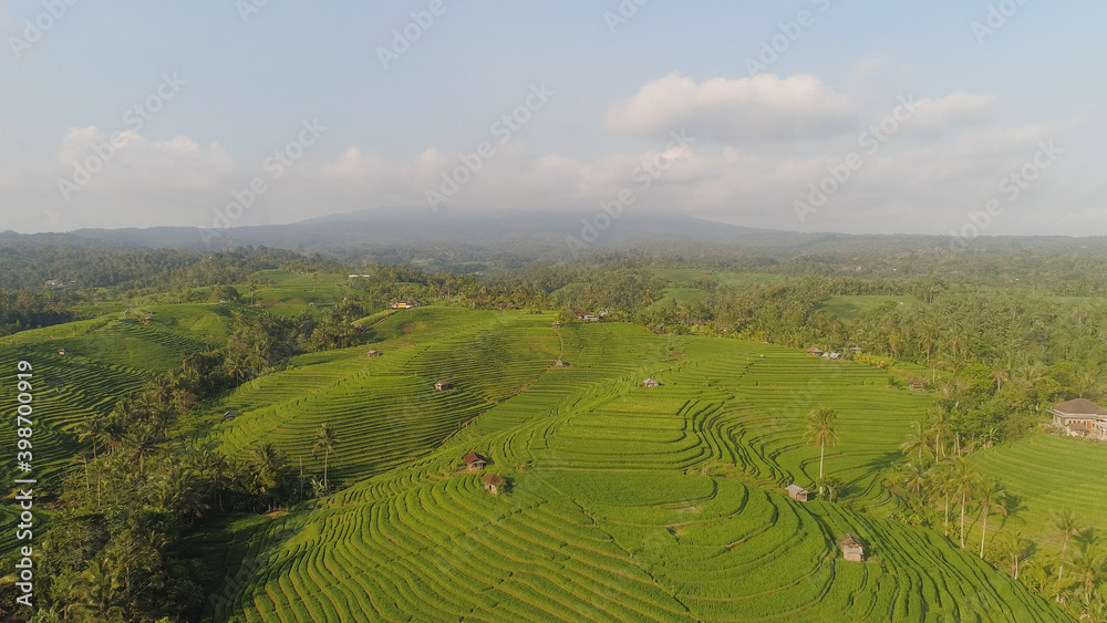 rice terrace and agricultural land with crops. aerial view farmland with rice fields agricultural crops in countryside Indonesia,Bali