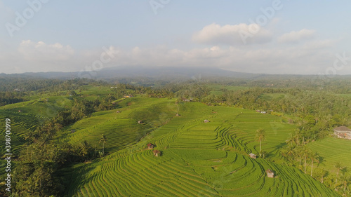 rice terrace and agricultural land with crops. aerial view farmland with rice fields agricultural crops in countryside Indonesia Bali