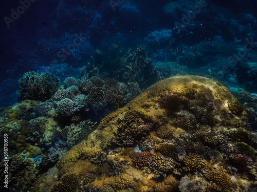 Fototapeta Naklejka Na Ścianę i Meble -  hill with corals in deep blue water in the sea