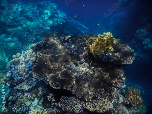 large corals on the sea floor while diving in a nature reserve in egypt
