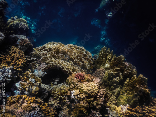 Fototapeta Naklejka Na Ścianę i Meble -  colorful coral world in blue deep in egypt