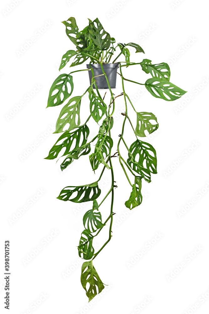 Long trailing 'Monstera Adansonii' or 'Monstera Monkey Mask' vine houseplant in flower pot isolated on background Stock Photo | Adobe Stock