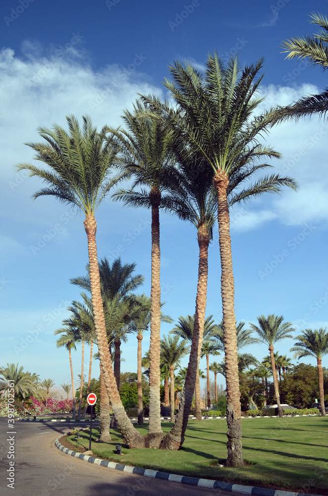 Fototapeta premium Decorative plants in Sharm el-Sheikh. Egypt