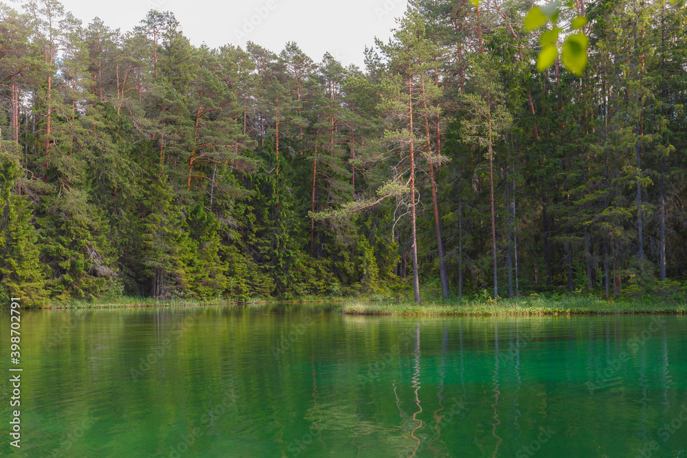 Amazing crystal clear and emerald water in the forest lake. Pine forest. Sunny summer day.