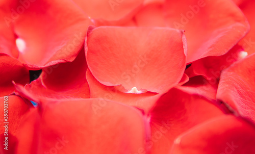 Red rose petals close-up.Floral texture and background.