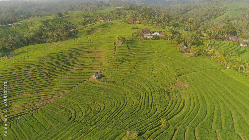 rice terrace and agricultural land with crops. aerial view farmland with rice fields agricultural crops in countryside Indonesia,Bali