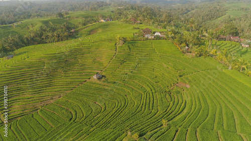 rice terrace and agricultural land with crops. aerial view farmland with rice fields agricultural crops in countryside Indonesia,Bali