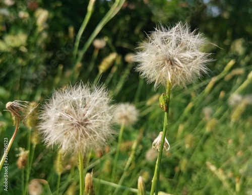 dandelion head