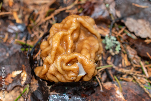 Gyromitra gigas, commonly known as the snow morel, snow false morel, calf brain, or bull nose, is a fungus and a member of the Ascomycota. G. gigas is found in Europe.