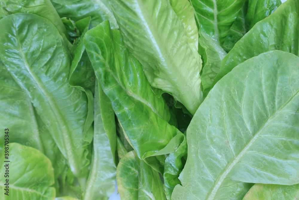 Fototapeta premium The leaf surface of baby cos (lettuce), a healthy food.