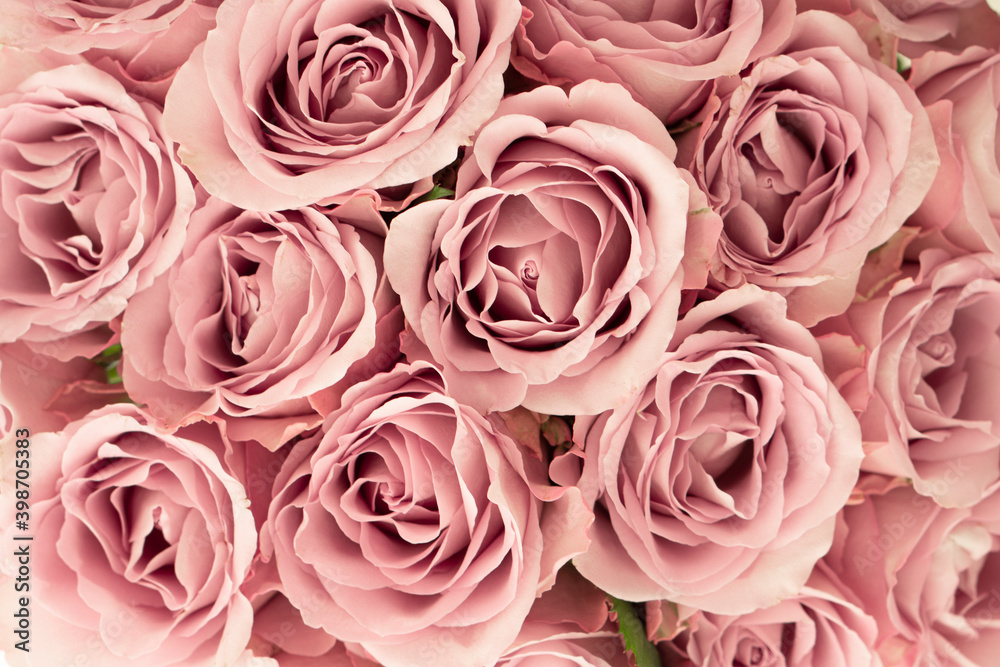 Background image of pink roses. Top view of rose flowers. Studio shot of flowers. Background image of pink roses. Top view of rose flowers. Studio shot of flowers.