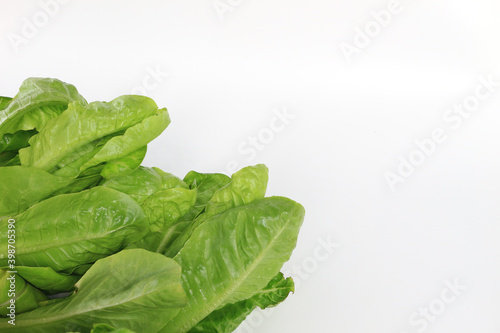 fresh baby cos (lettuce) on white background, for text