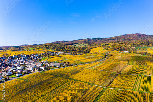 Aerial view, golden vineyards in autumn from above, Rheingau, region, Oestrich-Winkel, Hallgarten, Hesse, Germany